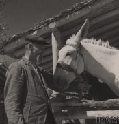 1942, Teheran, Iran (Persja).
Obóz nr 3 dla polskiej ludności cywilnej, która opuściła Związek Radziecki razem z Armią Andersa. Mężczyzna z osiołkiem.
Fot. NN, Instytut Polski i Muzeum im. gen. Sikorskiego w Londynie [szuflada nr 45 - Polacy na emigracji]
