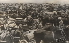 Wrzesień 1939, Polska.
Polskie tabory konne zdobyte przez Niemców. Żołnierze Wehrmachtu między wozami.
Fot. NN, Instytut Polski i Muzeum im. gen. Sikorskiego w Londynie [szuflada nr 51 – Wrzesień 1939]