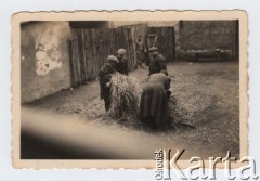 Listopad 1941 - sierpień 1943, Zawiercie, Górny Śląsk, Polska.
Żydowskie getto. Mężczyźni zbierający siano na podwórku.
Fot. NN, zbiory Ośrodka KARTA, przekazał Simcha Nornberg