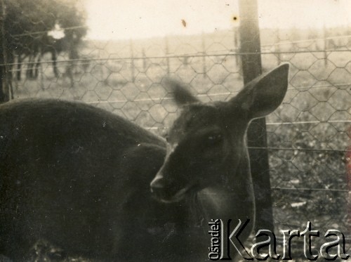 Lata 40., Wanda, Misiones, Argentyna.
Młody jelonek w zagrodzie.
Fot. NN, zbiory Stowarzyszenia Polsko-Argentyńskiego w Wandzie, reprodukcje cyfrowe w  Bibliotece Polskiej im. Ignacego Domeyki w Buenos Aires (Biblioteca Polaca Ignacio Domeyko) i w Ośrodku KARTA w Warszawie