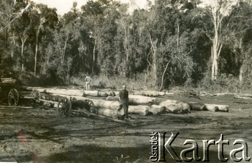 Lata 30., Wanda, Misiones, Argentyna.
Najprawdopodobniej p. Pluciński w trakcie pracy wyrębu drzew.
Fot. NN, zbiory Stowarzyszenia Polsko-Argentyńskiego w Wandzie, reprodukcje cyfrowe w  Bibliotece Polskiej im. Ignacego Domeyki w Buenos Aires (Biblioteca Polaca Ignacio Domeyko) i w Ośrodku KARTA w Warszawie