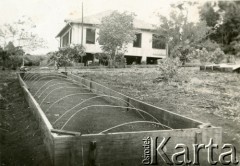 Lata 50., Wanda, Misiones, Argentyna.
Przydomowa plantacja yerby, przygotowane rusztowanie pod sadzonki.
Fot. NN, zbiory Stowarzyszenia Polsko-Argentyńskiego w Wandzie, reprodukcje cyfrowe w  Bibliotece Polskiej im. Ignacego Domeyki w Buenos Aires (Biblioteca Polaca Ignacio Domeyko) i w Ośrodku KARTA w Warszawie