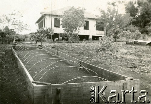 Lata 50., Wanda, Misiones, Argentyna.
Przydomowa plantacja yerby, przygotowane rusztowanie pod sadzonki.
Fot. NN, zbiory Stowarzyszenia Polsko-Argentyńskiego w Wandzie, reprodukcje cyfrowe w  Bibliotece Polskiej im. Ignacego Domeyki w Buenos Aires (Biblioteca Polaca Ignacio Domeyko) i w Ośrodku KARTA w Warszawie