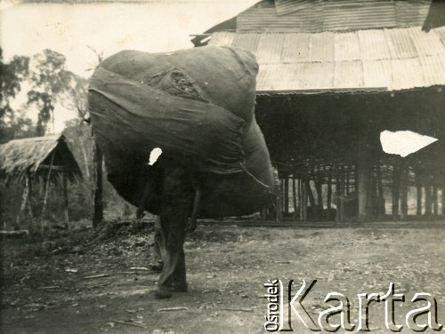 Lata 40., Gobernador Lanusse, Misiones, Argentyna.
Transport wysuszonej yerby. Z tyłu zabudowania suszarni yerby w selvie.
Fot. NN, zbiory Stowarzyszenia Polsko-Argentyńskiego w Wandzie, udostępniła Maria Jejer, reprodukcje cyfrowe w  Bibliotece Polskiej im. Ignacego Domeyki w Buenos Aires (Biblioteca Polaca Ignacio Domeyko) i w Ośrodku KARTA w Warszawie