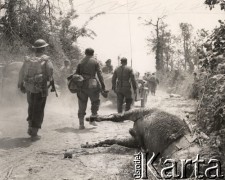 15.05.1944, Cassino, Włochy.
Bitwa pod Monte Cassino. Niemieccy jeńcy idą drogą wyjeżdżoną przez buldożery, z prawej leży padły koń.
Fot. NN, zbiory Instytutu Józefa Piłsudskiego w Londynie
