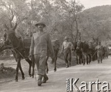 Maj 1944, rejon Monte Cassino, Włochy.
Bitwa pod Monte Cassino. Kolumna mułów - transport amunicji i prowiantu dla żołnierzy walczących w górach.
Fot. NN, zbiory Instytutu Józefa Piłsudskiego w Londynie
