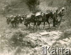 Maj 1944, rejon Monte Cassino, Włochy.
Bitwa pod Monte Cassino. Kolumna transportowa - muły niosące zaopatrzenie żołnierzom walczącym w wyższych partiach gór.
Fot. kpt. lekarz Zbigniew Godlewski, zbiory Instytutu Józefa Piłsudskiego w Londynie
