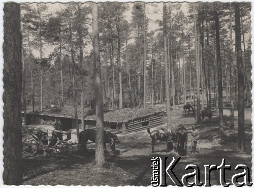 1915-1916, Wołyń.
Pozycje 1 Pułku Piechoty Legionów, ziemianki w lesie.
Fot. NN, zbiory Instytutu Józefa Piłsudskiego w Londynie