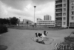 1985, Warszawa, Polska.
Osiedle Gocław przy Trasie. Okolice ulicy Łukowskiej. Na zdjęciu pies fotografa.
Fot. Kacper Mirosław Krajewski, zbiory Ośrodka KARTA