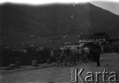 1908, Meran, Włochy.
Zaprzęg z wołami.
Fot. NN, zbiory Ośrodka KARTA, udostępniła Barbara Krzystek