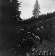 1936-1939, Czarnohora, Polska (obecnie Ukraina).
Owce w drodze na wypas.
Fot. NN, kolekcja Witolda Lis-Olszewskiego, zbiory Ośrodka KARTA