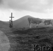 1936-1939, Czarnohora, Polska (obecnie Ukraina).
Bydło wypasane w górach.
Fot. NN, kolekcja Witolda Lis-Olszewskiego, zbiory Ośrodka KARTA