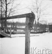 Lata 30., prawdopodobnie Borysław, Polska (obecnie Ukraina).
Kot podczas zimowych harców.
Fot. NN, kolekcja Witolda Lis-Olszewskiego, zbiory Ośrodka KARTA