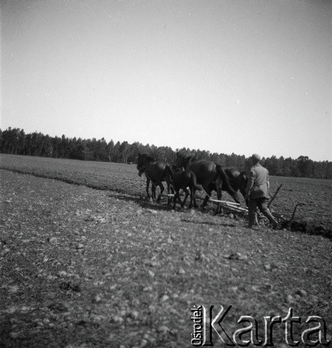1928-1936, Polska.
Orka.
Fot. NN, kolekcja Witolda Lis-Olszewskiego, zbiory Ośrodka KARTA