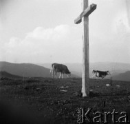 1936-1939, Czarnohora, Polska (obecnie Ukraina).
Bydło wypasane w górach.
Fot. NN, kolekcja Witolda Lis-Olszewskiego, zbiory Ośrodka KARTA