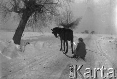 Lata 30., Oporzec, Polska (obecnie Ukraina).
Henryka Lis-Olszewska na sankach, zaprzężonych do konia.
Fot. NN, kolekcja Witolda Lis-Olszewskiego, zbiory Ośrodka KARTA