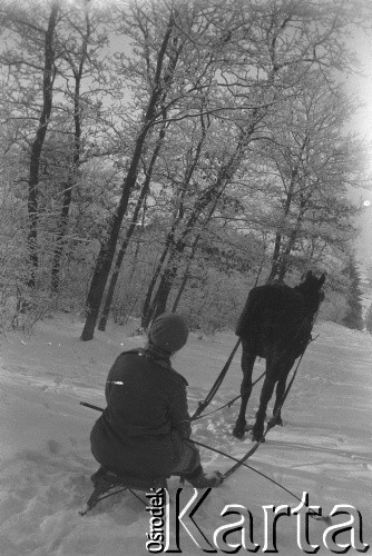 Lata 30., Oporzec, Polska (obecnie Ukraina).
Henryka Lis-Olszewska na sankach, zaprzężonych do konia.
Fot. NN, kolekcja Witolda Lis-Olszewskiego, zbiory Ośrodka KARTA