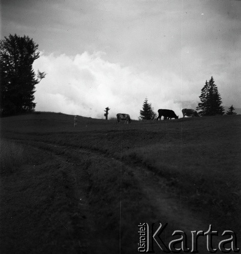 1936-1939, Czarnohora, Polska (obecnie Ukraina).
Bydło wypasane w górach.
Fot. NN, kolekcja Witolda Lis-Olszewskiego, zbiory Ośrodka KARTA