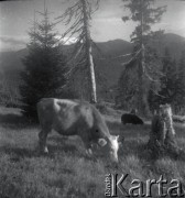 1936-1939, Czarnohora, Polska (obecnie Ukraina).
Bydło wypasane w górach.
Fot. NN, kolekcja Witolda Lis-Olszewskiego, zbiory Ośrodka KARTA