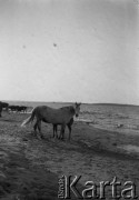 Czerwiec 1934, jezioro Dryświaty, Polska (obecnie Litwa-Białoruś).
Koń na brzegu jeziora Dryświaty. Zdjęcie wykonane podczas spływu kajakowego.
Fot. NN, kolekcja Witolda Lis-Olszewskiego, zbiory Ośrodka KARTA