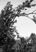 Lata 30., Polska.
Henryka Lis-Olszewska.
Fot. NN, kolekcja Witolda Lis-Olszewskiego, zbiory Ośrodka KARTA