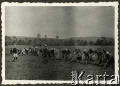 1936, Kurzany, pow. Brzeżany, woj. tarnopolskie, Polska.
Pielenie buraków.
Fot. NN, zbiory Ośrodka KARTA, udostępnił Tomasz Kamiński