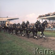 1972, Warszawa, Polska.
Pokazy na torze wyścigów konnych na Służewcu zorganizowane z okazji 50-lecia Polskiego Towarzystwa Zootechnicznego.
Fot. Lubomir T. Winnik, zbiory Ośrodka KARTA