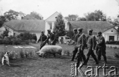 1939-1945, brak miejsca.
Żołnierze Luftwaffe ze świnią.
Fot. NN, album nieznanego żołnierza Wehrmachtu, kolekcja Tomasza Kopańskiego, zbiory Ośrodka KARTA