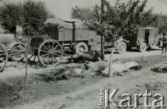 1939-1945, brak miejsca.
Martwe konie przy niemieckich taborach wojskowych.
Fot. NN, album nieznanego żołnierza Wehrmachtu, kolekcja Tomasza Kopańskiego, zbiory Ośrodka KARTA