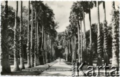 Kandy, Cejlon (Sri Lanka).
Aleja w ogrodzie botanicznym.
Fot. NN, kolekcja Wacława Urbanowicza, zbiory Ośrodka KARTA