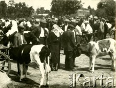 Po 1945, Adamowo, woj. lubelskie, Polska. 
Targ. Prywatni handlarze sprzedają bydło.  
Fot. Jerzy Konrad Maciejewski, zbiory Ośrodka KARTA