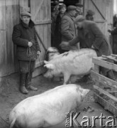 Prawdopodobnie lata 50., Belsk k. Grójca, woj. warszawskie, Polska.
Rolnicy przed punktem skupu trzody chlewnej.
Fot. Jerzy Konrad Maciejewski, zbiory Ośrodka KARTA.