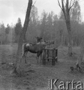 1-2.05.1959, Białowieża, woj. białostockie, Polska.
Zwierzęta w Białowieskim Parku Narodowym. Zdjęcie wykonane podczas wycieczki prasowej do Białowieskiego Parku Narodowego.
Fot. Jerzy Konrad Maciejewski, zbiory Ośrodka KARTA.