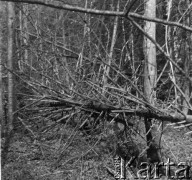 1-2.05.1959, Białowieża, woj. białostockie, Polska.
Powalony świerk w Białowieskim Parku Narodowym. Zdjęcie wykonane podczas wycieczki prasowej do Białowieskiego Parku Narodowego.
Fot. Jerzy Konrad Maciejewski, zbiory Ośrodka KARTA.