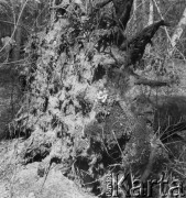 1-2.05.1959, Białowieża, woj. białostockie, Polska.
Powalone drzewo w Białowieskim Parku Narodowym. Zdjęcie wykonane podczas wycieczki prasowej do Białowieskiego Parku Narodowego.
Fot. Jerzy Konrad Maciejewski, zbiory Ośrodka KARTA.