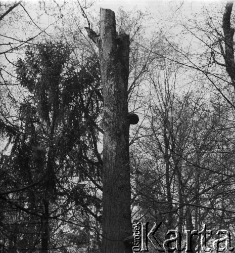 1-2.05.1959, Białowieża, woj. białostockie, Polska.
Jesion w Białowieskim Parku Narodowym, któremu burze obłamały koronę. Zdjęcie wykonane podczas wycieczki prasowej do Białowieskiego Parku Narodowego.
Fot. Jerzy Konrad Maciejewski, zbiory Ośrodka KARTA.