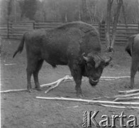 1-2.05.1959, Białowieża, woj. białostockie, Polska.
Żubr z Puszczy Białowieskiej w Rezerwacie Pokazowym. Zdjęcie wykonane podczas wycieczki prasowej do Białowieskiego Parku Narodowego
Fot. Jerzy Konrad Maciejewski, zbiory Ośrodka KARTA.