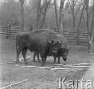 1-2.05.1959, Białowieża, woj. białostockie, Polska.
Żubry z Puszczy Białowieskiej w Rezerwacie Pokazowym. Zdjęcie wykonane podczas wycieczki prasowej do Białowieskiego Parku Narodowego.
Fot. Jerzy Konrad Maciejewski, zbiory Ośrodka KARTA.