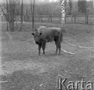 1-2.05.1959, Białowieża, woj. białostockie, Polska.
Żubr z Puszczy Białowieskiej w Rezerwacie Pokazowym. Zdjęcie wykonane podczas wycieczki prasowej do Białowieskiego Parku Narodowego.
Fot. Jerzy Konrad Maciejewski, zbiory Ośrodka KARTA.