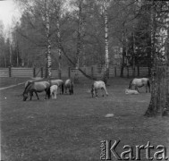 1-2.05.1959, Białowieża, woj. białostockie, Polska.
Stado tarpanów (koników puszczańskich) w Białowieskim Parku Narodowym. Zdjęcie wykonane podczas wycieczki prasowej do Białowieskiego Parku Narodowego.
Fot. Jerzy Konrad Maciejewski, zbiory Ośrodka KARTA.