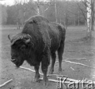 1-2.05.1959, Białowieża, woj. białostockie, Polska.
Żubr z Puszczy Białowieskiej w Rezerwacie Pokazowym. Zdjęcie wykonane podczas wycieczki prasowej do Białowieskiego Parku Narodowego.
Fot. Jerzy Konrad Maciejewski, zbiory Ośrodka KARTA.