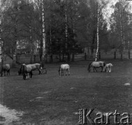 1-2.05.1959, Białowieża, woj. białostockie, Polska.
Tarpany (koniki puszczańskie) w Białowieskim Parku Narodowym . Zdjęcie wykonane podczas wycieczki prasowej do Białowieskiego Parku Narodowego.
Fot. Jerzy Konrad Maciejewski, zbiory Ośrodka KARTA.