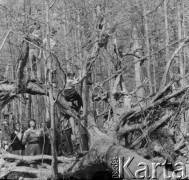 1-2.05.1959, Białowieża, woj. białostockie, Polska.
Bawiące się dzieci, które przyjechały z rodzicami na wycieczkę prasową po Białowieskim Parku Narodowym.
Fot. Jerzy Konrad Maciejewski, zbiory Ośrodka KARTA.