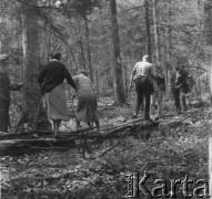 1-2.05.1959, Białowieża, woj. białostockie, Polska.
Uczestnicy wycieczki po Białowieskim Parku Narodowym przechodzą po kładce przerzuconej przez bagno. 
Fot. Jerzy Konrad Maciejewski, zbiory Ośrodka KARTA.