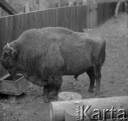 1-2.05.1959, Białowieża, woj. białostockie, Polska.
Żubr w Białowieskim Parku Narodowym. Zdjęcie wykonane podczas wycieczki prasowej do Białowieskiego Parku Narodowego. 
Fot. Jerzy Konrad Maciejewski, zbiory Ośrodka KARTA.