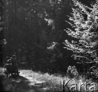 1-2.05.1959, Białowieża, woj. białostockie, Polska.
Leśne drogi w Białowieskim Parku Narodowym. Zdjęcie wykonane podczas wycieczki prasowej do Białowieskiego Parku Narodowego.
Fot. Jerzy Konrad Maciejewski, zbiory Ośrodka KARTA.