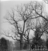 1-2.05.1959, Białowieża, woj. białostockie, Polska.
Białowieski Park Narodowy. Zdjęcie wykonane podczas wycieczki prasowej do Białowieskiego Parku Narodowego.
Fot. Jerzy Konrad Maciejewski, zbiory Ośrodka KARTA.