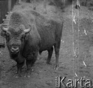 1-2.05.1959, Białowieża, woj. białostockie, Polska.
Żubr w Białowieskim Parku Narodowym. Zdjęcie wykonane podczas wycieczki prasowej do Białowieskiego Parku Narodowego.
Fot. Jerzy Konrad Maciejewski, zbiory Ośrodka KARTA.