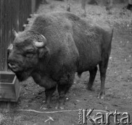 1-2.05.1959, Białowieża, woj. białostockie, Polska.
Żubr w Białowieskim Parku Narodowym. Zdjęcie wykonane podczas wycieczki prasowej do Białowieskiego Parku Narodowego. 
Fot. Jerzy Konrad Maciejewski, zbiory Ośrodka KARTA.