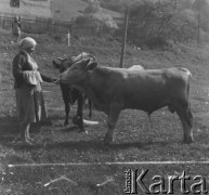 Lata 50., Bieszczady, Polska.
Mieszkanka wsi karmi bydło.
Fot. Jerzy Konrad Maciejewski, zbiory Ośrodka KARTA.